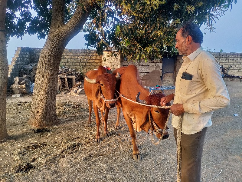 બળદ દેવાના છે