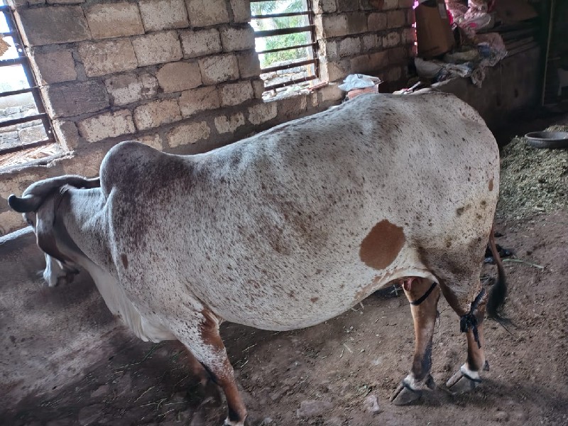 ઓડકી ગાય વેચવાન...