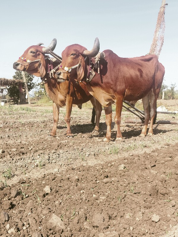 બળદ દેવાના છે