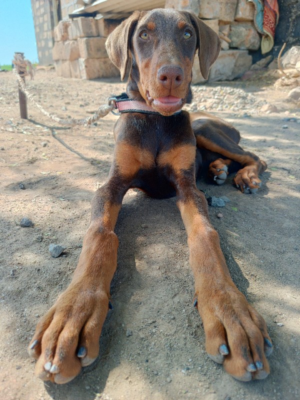 doberman femel...