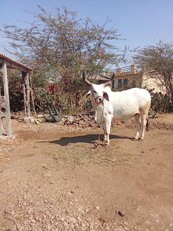 1 ગોધલો વેચવાનો