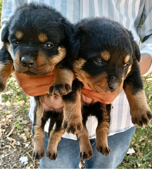 Rottweiler pupp...