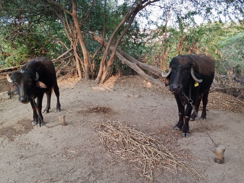 બે ખડેલુ વેચવાન...