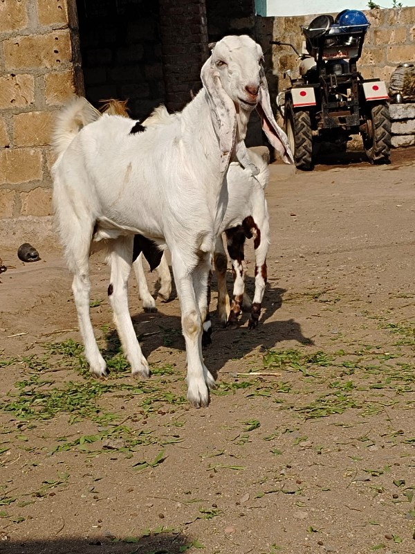 Bakri bechwani...