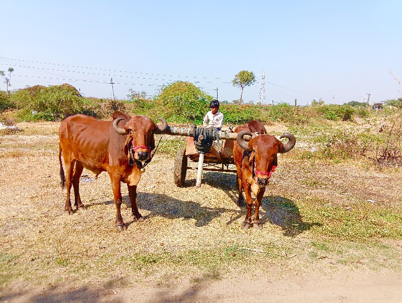 ગામ કોટડા સાંગા...