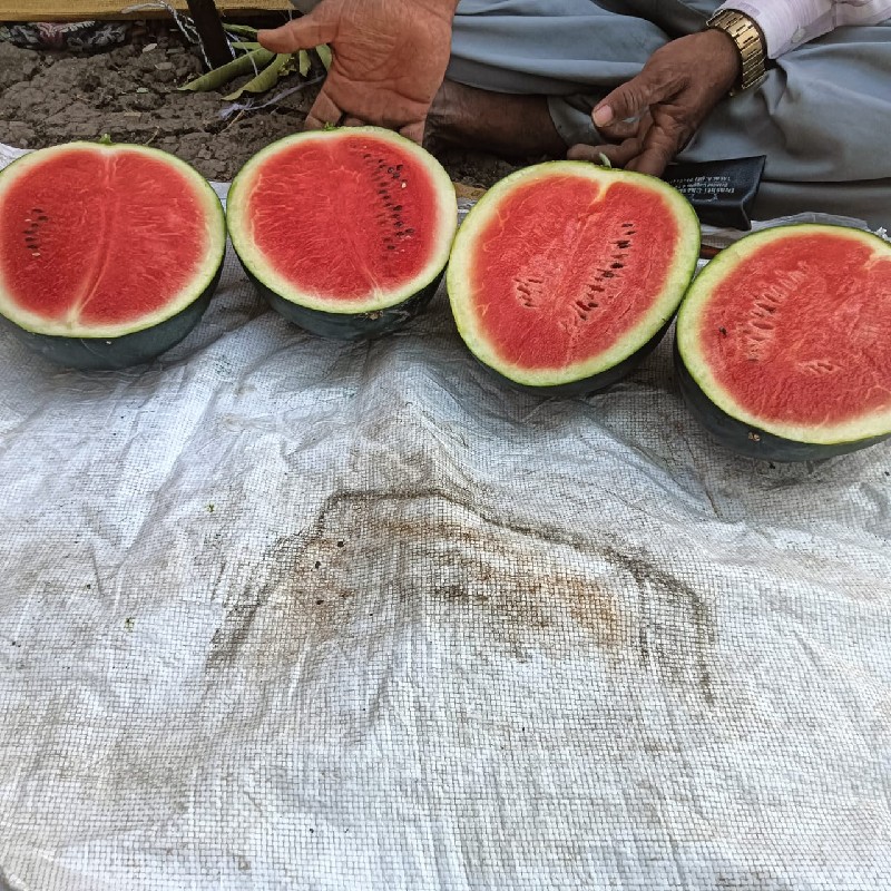 તરબૂચ 🍉