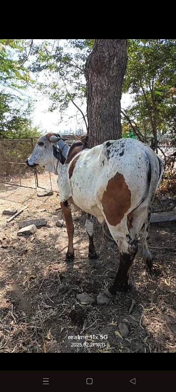 બૈ હોળકી વેચવની...