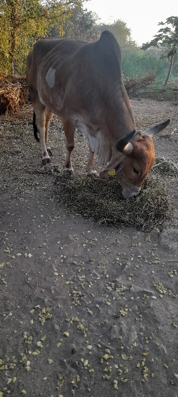 પારવા દેવાની છે