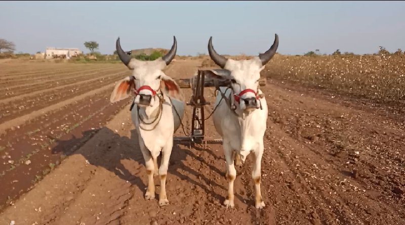 ગોધલા વેચવાના છ...