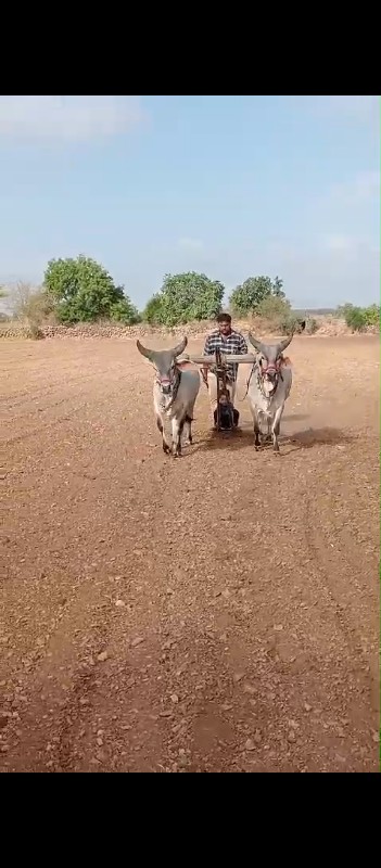 વાછઙા વેચવાના છ...