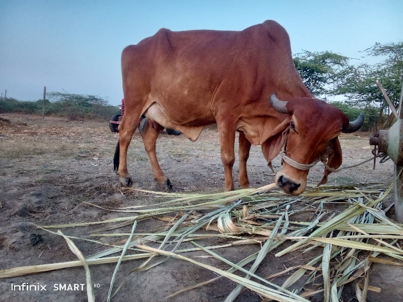 ગાય વેચવાની છે.