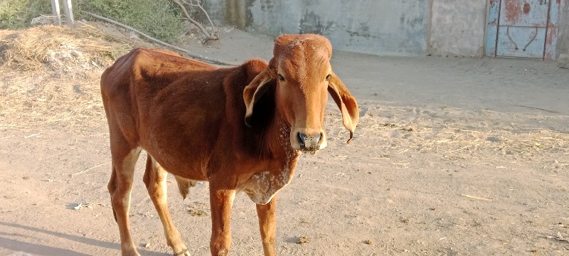 વાસડો વેસવાનો સ...