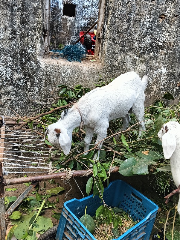 bakri