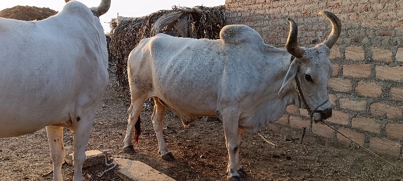 બળદ વેચવાના છે