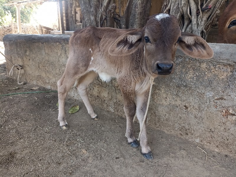 જર્સી ક્રોસ ગાય