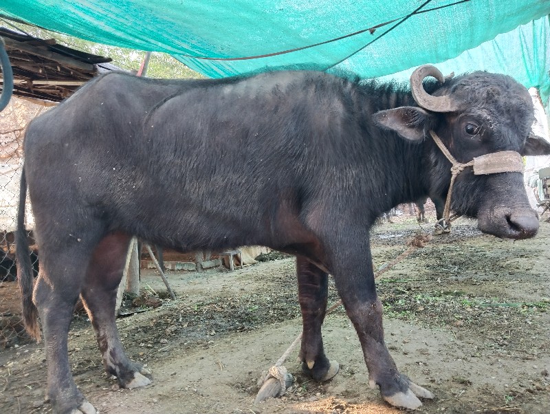 એક ભેંસને બે ખડ...