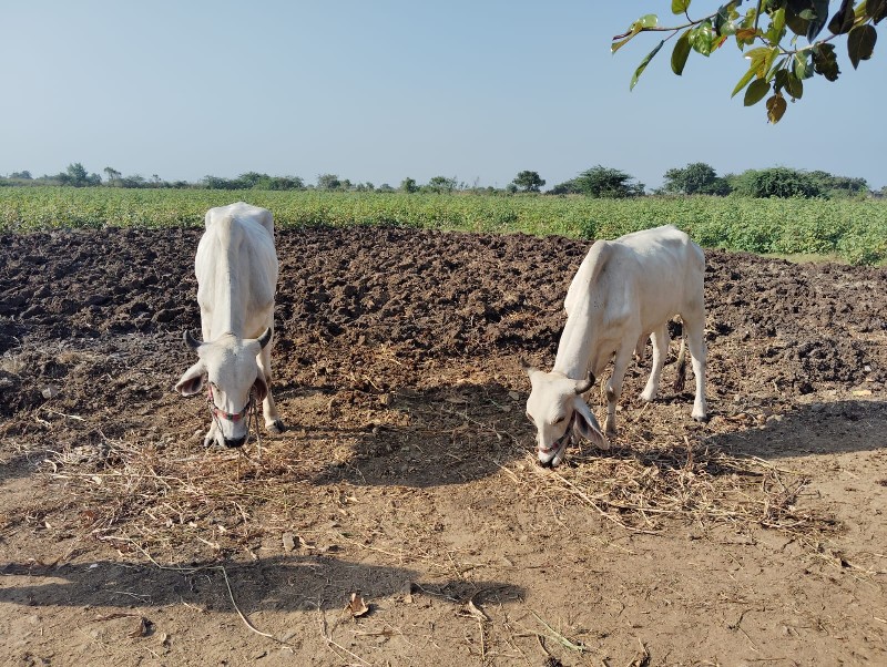 બળદ વેચવા ના છે