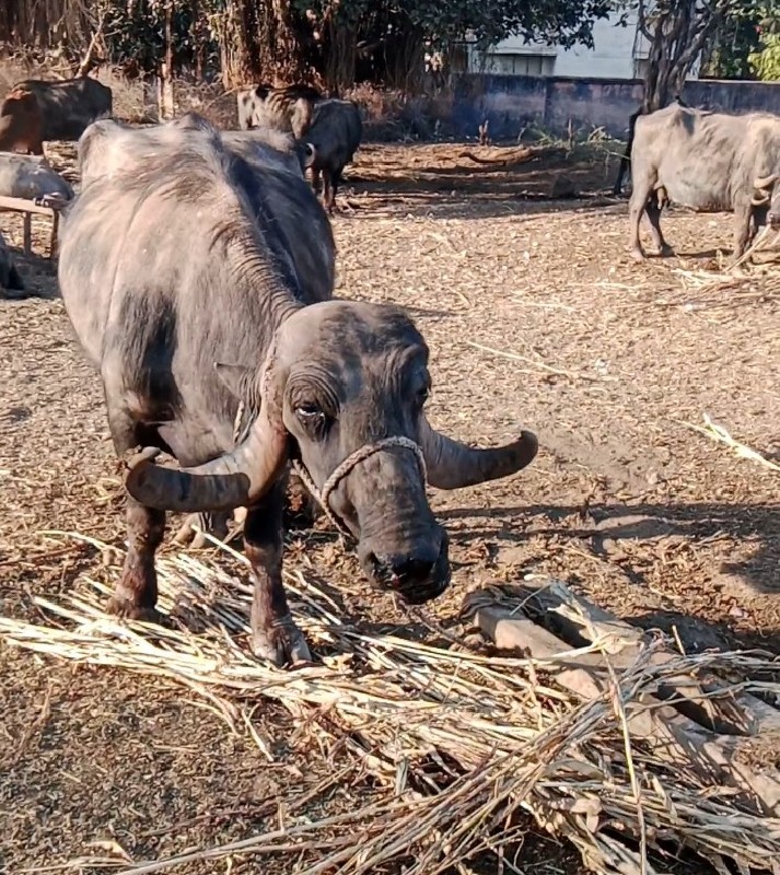 ટોટલ જવાબદારી