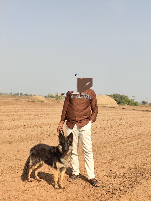 જર્મન મેલ ડબલકો...