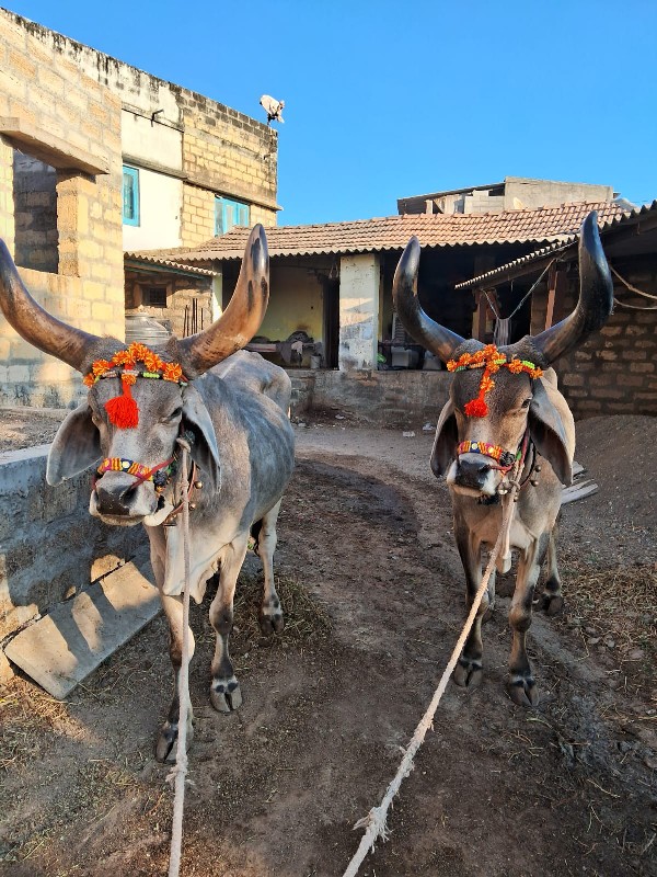 બરદ વેચવાના છે