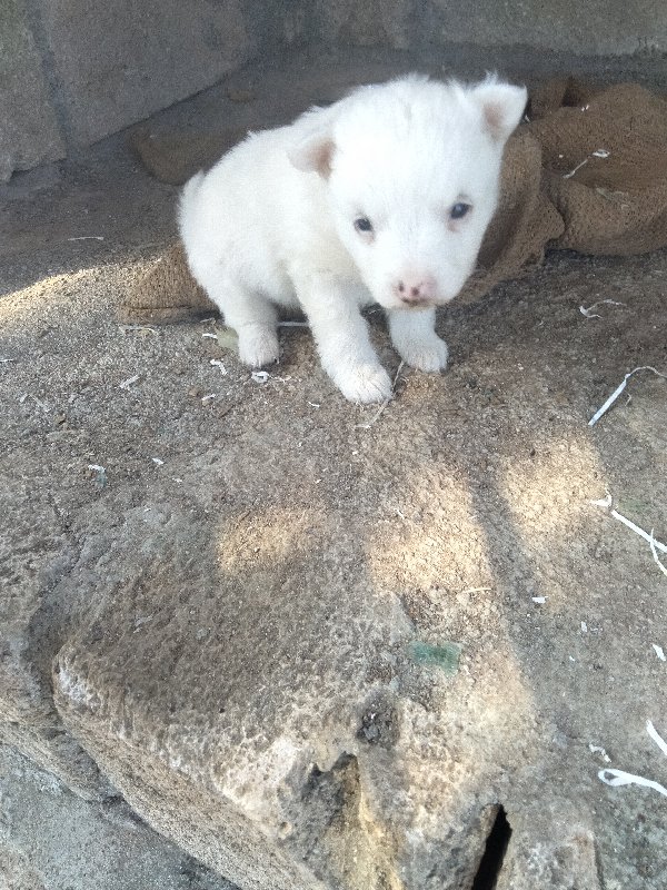 ગલુડીયુ વેચવાનુ...