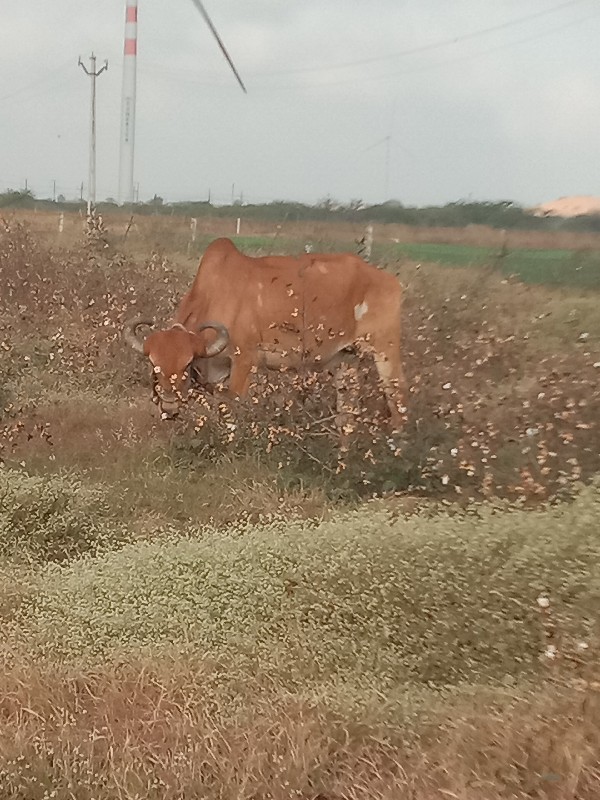 બલદ