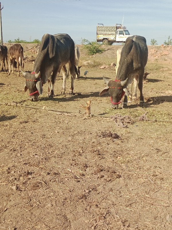 ગોઢલા વેચવાના છ...