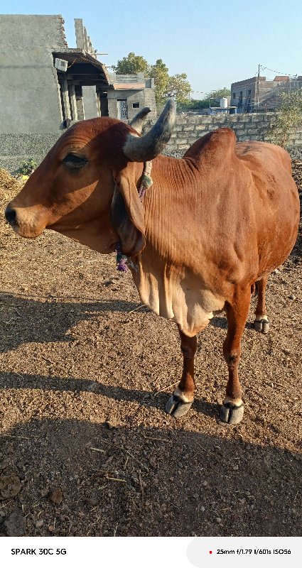 સાનિયા વિજય