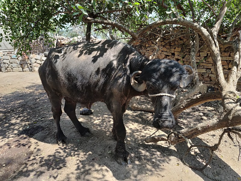 ભેસ  વેચવાની  છ...