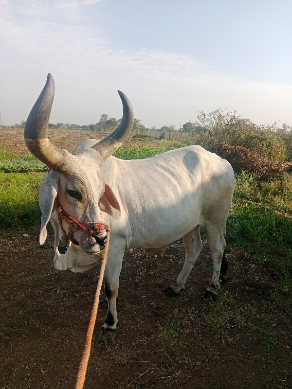 બરધવેચવાનોછે