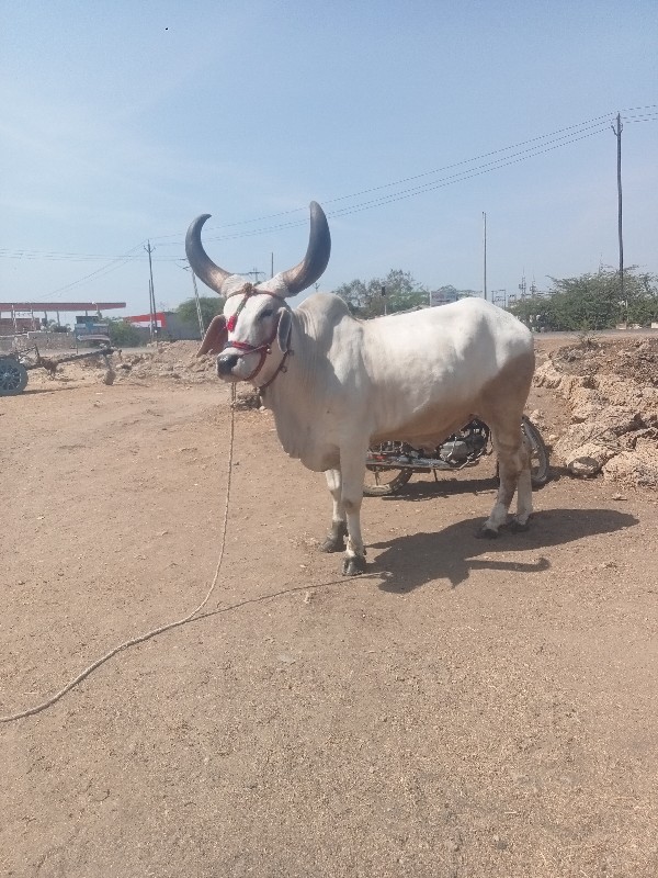 બળદ વેચવાનો છે