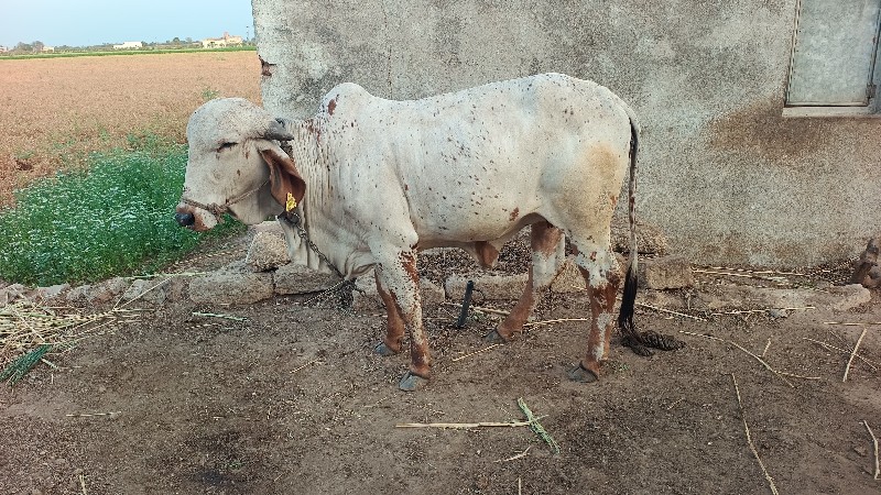 વાછડી વેચવાની