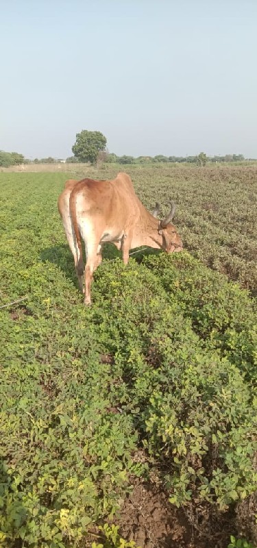 બળદ વેચવા નો છે