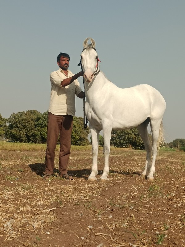 ઘોડી વેસ્વની સે