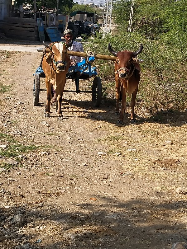 16 વાગ્યાથી મેચ