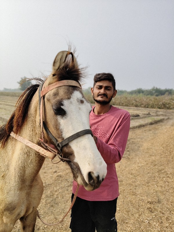 વસેરિ