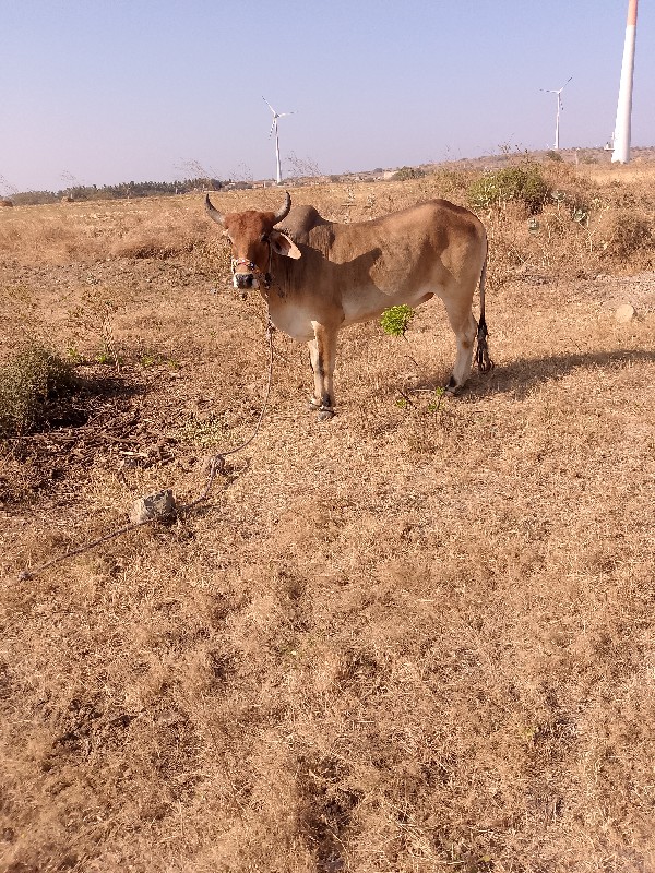 ચાલુ છે