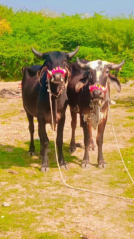 દેવીપુજક લે વેચ