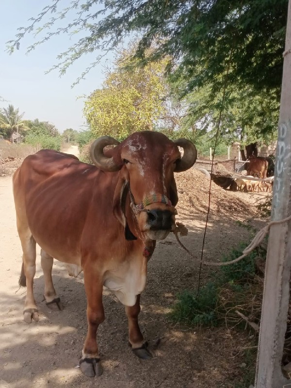 બળદ વેચવાનો છે