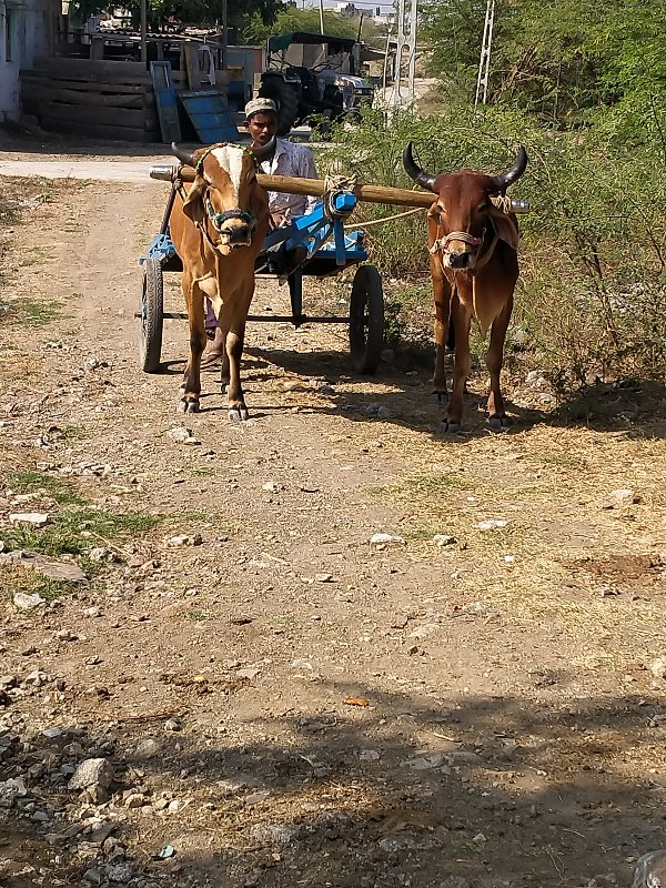 16 વાગ્યાથી મેચ