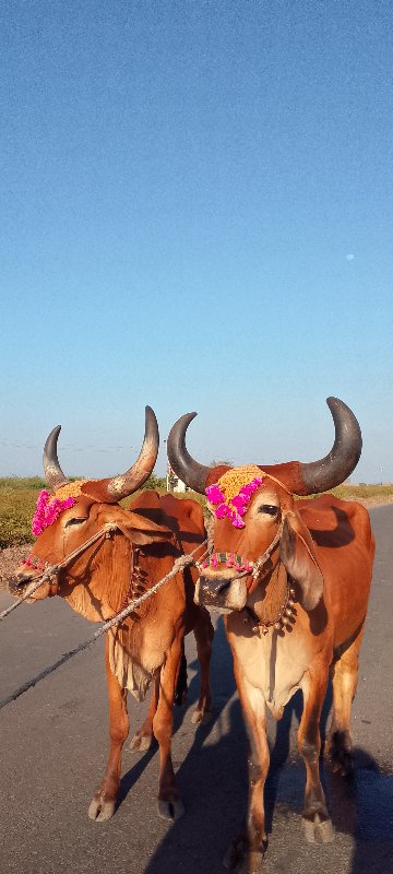 બળદ વેચવાના છે