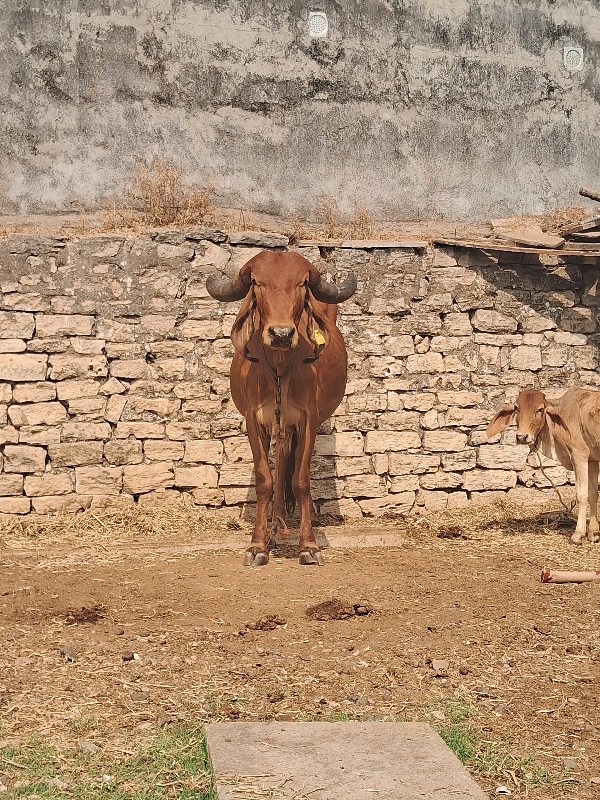 વેચવાની