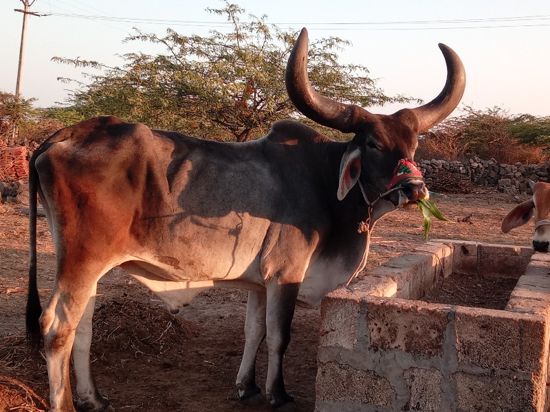 બળદ વેચવાનો છે