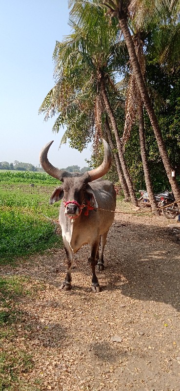 4ધર નો બળદ વેચવ...