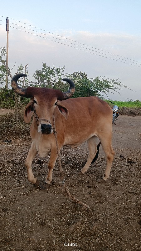 બળદ  વેચવાનો છે...