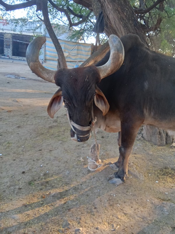 બળદ વેસવાનો છે