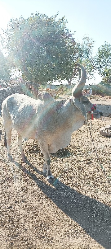 ગોઢલૉ વેશવાનોછે