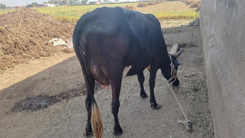 ગાય વેચવાની છે.