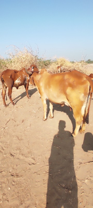 ગાય વેચવાની છે