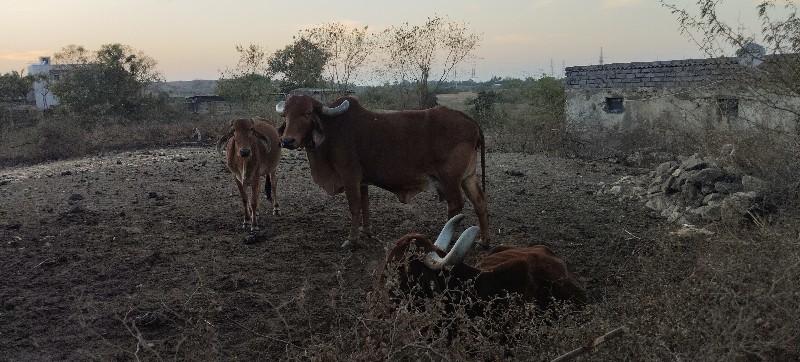 ગાય